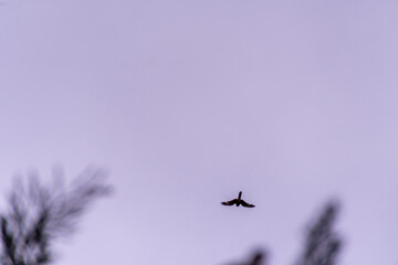 Pájaro silvestre en el Puerto de la Cruz, Tenerife.