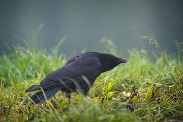 a black crow on a green meadow at a foggy morning