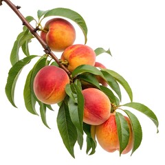 Fresh peaches on a branch with green leaves, isolated on white background