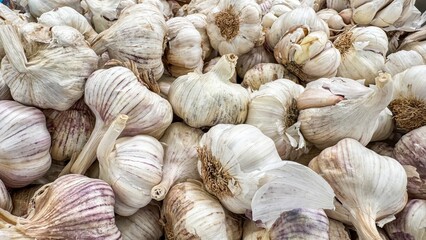 Aromatically pungent garlic bulbs, symbolizing culinary alchemy and Halloween warding, evoke rustic...