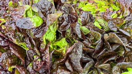 Crisp red leaf lettuce tapestry evokes Festivus feasts and obscure Lettuce Entertain You day,...