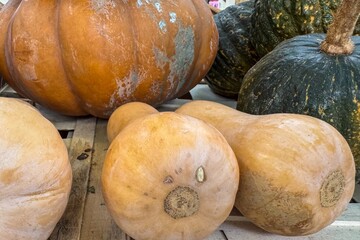 Plump pumpkins lounging in autumnal embrace, conjuring Samhain mystique, harvest bounty whispers,...
