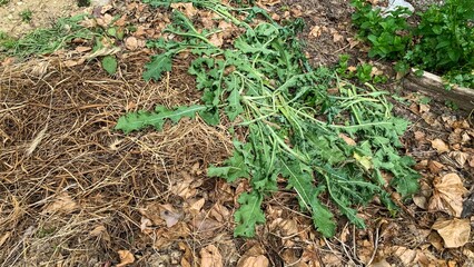 Sprawling thistle amidst autumn leaves, composting magic unfolds, Earth Day whispering...