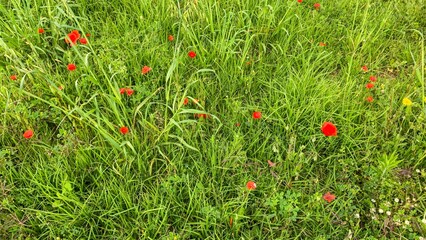 Lush emerald meadow flecked with wild scarlet poppies, embodying May Day rebirth and clandestine...