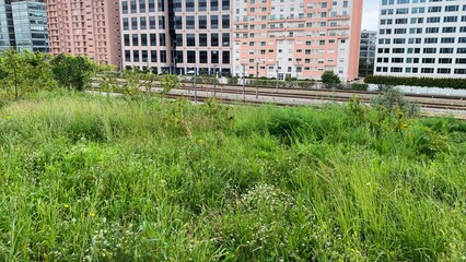 Urban meadow whispers, the untamed city edge, celebrates Earth Day, urban ecology, contrasting...