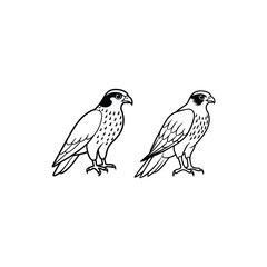 falcon