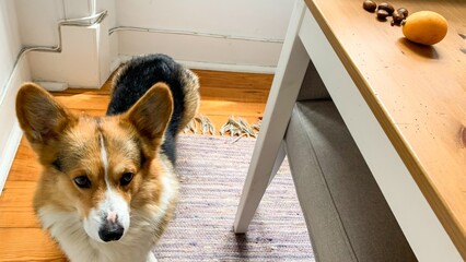 Playful corgi awaits autumn's bounty, reminiscent of Harvest Festival, cozy home vibes with...