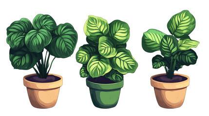 Fototapeta premium Lush prayer plants in vibrant pots bringing life and serenity indoors displayed against a deep on transparent background
