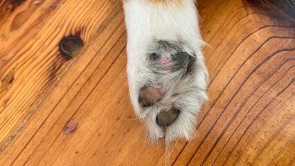 Furry paw resting on rustic wooden floor, evoking Cuddle Up Day warmth with hints of pet-care...