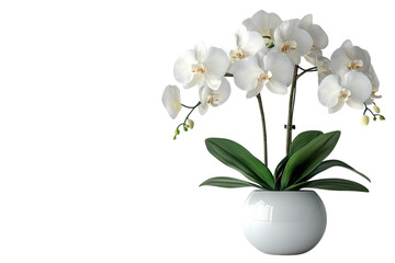 A pristine white orchid bursts with vibrant life a symbol of purity and new beginnings in a on...