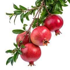 Cluster of Ripe Pomegranates Hanging on a Branch with Green Leaves