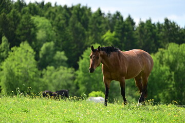 Wunderschönes braunes Pferd auf der Weide läuft auf uns zu