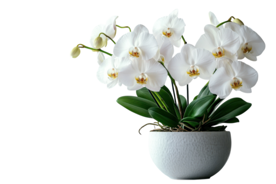 A serene white orchid blooming gracefully from a textured pot symbolizing purity and on transparent background