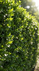 Obraz premium Sunlit Green Hedge: Lush Texture, Summer Serenity