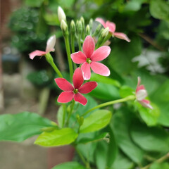 pink and white flowers