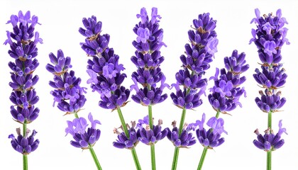 Obraz premium Lavender Flowers Isolated White.