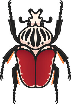 Goliath beetle, Goliathus goliatus, one of the largest insects. Vector clip art illustration isolated on white background.