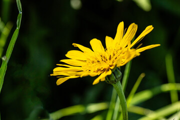Blüte des Wiesen-Bocksbart (Tragopogon pratensis)