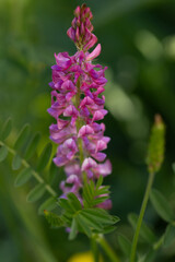 Blüte der Saat-Esparsette (Onobrychis viciifolia)