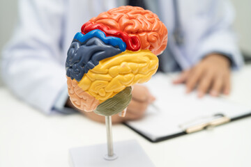 Asian doctor with human brain anatomy model in hospital.
