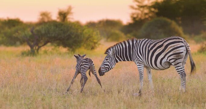 Freshly born zebra foal takes first steps beside mother in the golden grass of Nxai Pan, Botswana. Ideal for: wildlife documentaries, African safari themes, birth and nature storytelling.