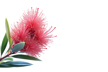 Captivating Bottlebrush blossom symbolizing resilience and unique beauty glowing with soft on transparent background