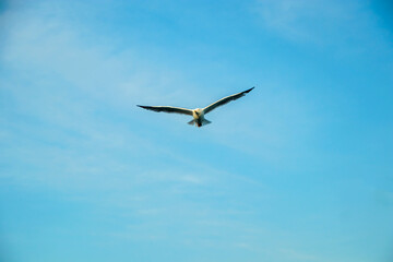 seagull in the blue sky