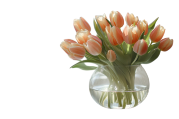 Elegant peach tulips blooming in a clear glass vase a symbol of fresh beauty and new on transparent background