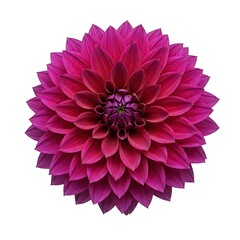 pink dahlia flower