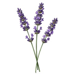 lavender isolated on white background