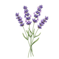 Naklejka premium lavender flowers isolated on white background
