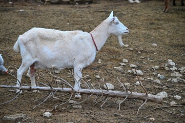 Beautiful goats on the farm. Concept for animals and agriculture.