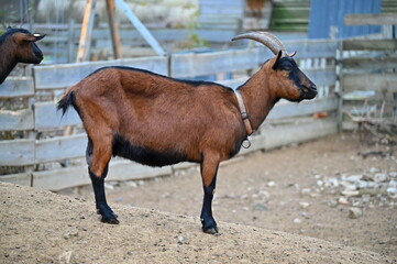 Beautiful goats on the farm. Concept for animals and agriculture.