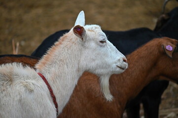 Beautiful goats on the farm. Concept for animals and agriculture.