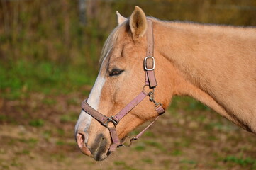 A beautiful horse is grazing on a green meadow on a sunny day. Concept for animals and nature.
