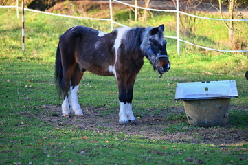 A beautiful horse is grazing on a green meadow on a sunny day. Concept for animals and nature.