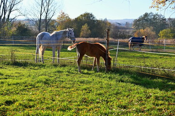 A beautiful horse is grazing on a green meadow on a sunny day. Concept for animals and nature.