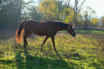 A beautiful horse is grazing on a green meadow on a sunny day. Concept for animals and nature.