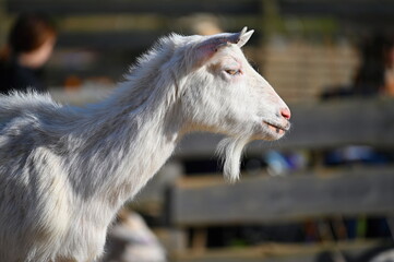 Beautiful goats on the farm. Concept for animals and agriculture.