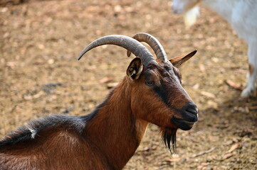 Beautiful goats on the farm. Concept for animals and agriculture.