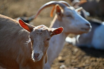 Beautiful goats on the farm. Concept for animals and agriculture.