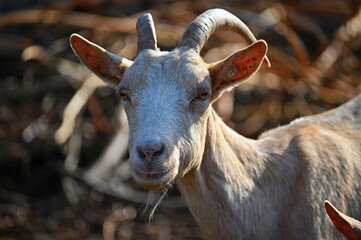 Beautiful goats on the farm. Concept for animals and agriculture.