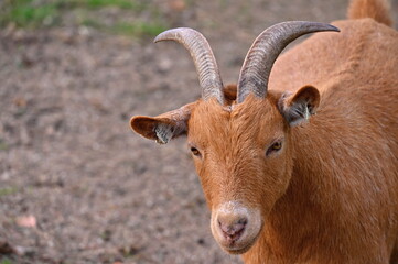 Beautiful goats on the farm. Concept for animals and agriculture.