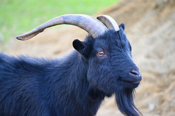 Beautiful goats on the farm. Concept for animals and agriculture.