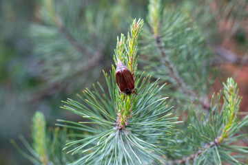 May Beetle Resting on Green Pine Needles