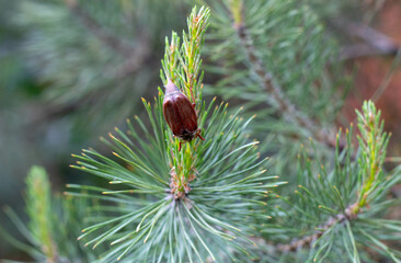 May Beetle Resting on Green Pine Needles