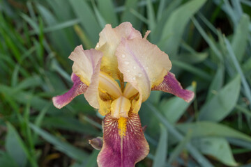 Purple Iris Flowers in Full Bloom