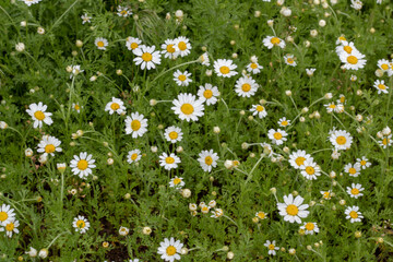 Field of White Daisies Swaying in the Breeze