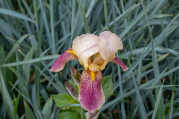 Close-Up of Blooming Garden Irises