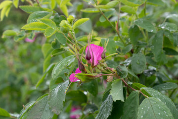 Close-Up of Blooming Dog Rose Petals